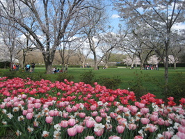 2010 03-Dallas Arboretum